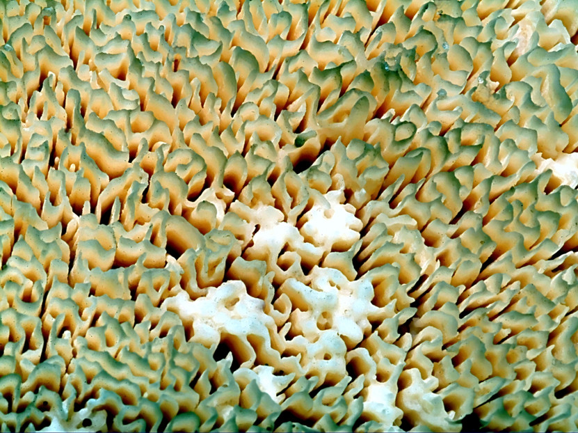...funghi da determinare